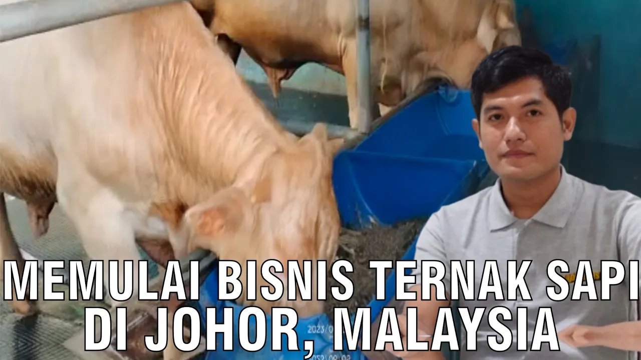 
                                 Memulai-Bisnis-Sapi-Malaysia-Di-Johor